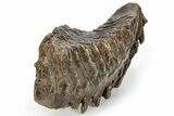 Fossil Woolly Mammoth Lower M Molar - Siberia #238762-4